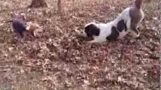 Basset Hound Nala plays with her best and BIGGEST friend Dotty the St Bernard [upl. by Hillie]