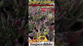 Santa Teresita en Pimpollo succulents cactusflower [upl. by Nov818]