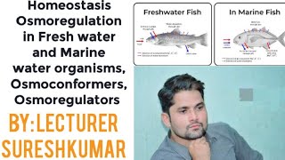 Homeostasis Osmoregulation in fresh marine organisms Osmoconformers Osmoregulator HindiUrdu Sir SK [upl. by Brett501]