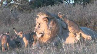 Male lion playing with cubs at Shamwari [upl. by Airdnola49]