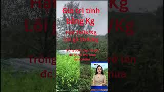 Trồng cây thành tỷ phú Tạo sao không newstodaycaydanhuong danhuong cây typhudola [upl. by Nnylekoorb]