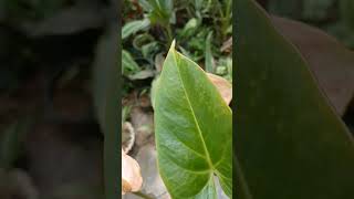 Anthurium propagation [upl. by Anauqal]