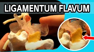 Ligamentum Flavum  The FIRST Dynamic Ligamentum Flavum Ever To Be Produced [upl. by Amy]