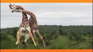 Giraffes Fighting [upl. by Yenitirb]