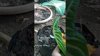 Xanthosoma Lindenii plant care Pruning [upl. by Akerboom724]