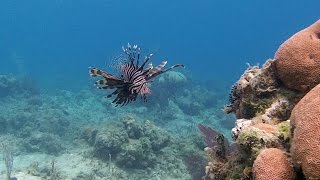 Playa Pesquero Snorkeling Holguin Cuba [upl. by Pitarys]