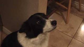 My talking border collie  learning to say quothelloquot [upl. by Eelrebmik]