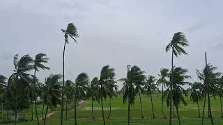 swaying coconut trees  wind blown coconut palm trees  trees swaying in the wind  relaxing video [upl. by Assek]