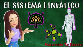 El Sistema Linfático Concepto Partes y Funcionamiento [upl. by Ajak]