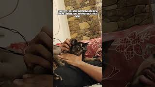 Like amp subscribe cat catlover pets catholic catvideos catshorts baby animallover [upl. by Acinoda991]