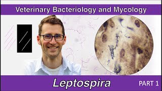 Leptospira Part 1  Veterinary Bacteriology and Mycology [upl. by Catto801]