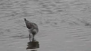 Greenshank  Kinneil  Upper Forth  09012024 [upl. by Dominga]