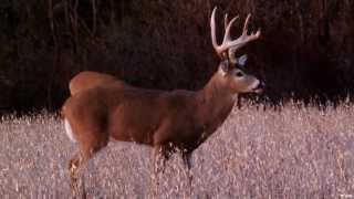 Youth Hunting Whitetail Deer with Bow [upl. by Shaine]