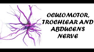 Oculomotor Trochlear and Abducens Nerve  Clinical Examination of Cranial Nerve 3 4 and 6 [upl. by Acitel]