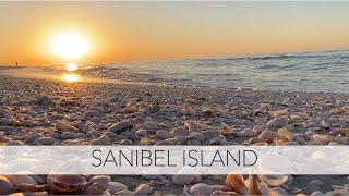 Sanibel Island beach walk I got to the beach at 5am to see what all was out there Biggest gaudy [upl. by Rakel924]