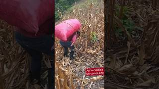 Como es El trabajo de Un campesino cargar maíz pesado maiz cornfarm [upl. by Jyoti]