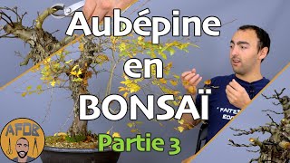 TAILLE et LIGATURE de mon AUBÉPINE BONSAÏ Partie 3 🌳AFDB🌳 [upl. by Evslin]