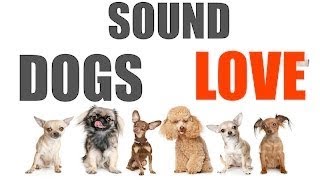 10 Sounds Dogs Love To Hear The Most  Sound Dogs Love All Time  HQ [upl. by Sivet757]