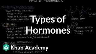 Types of hormones  Endocrine system physiology  NCLEXRN  Khan Academy [upl. by Yrtneg921]