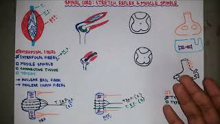 Stretch Reflex  Muscle Spindle  Knee Jerk Reflex  Neurology  Neurophysiology  Bangla [upl. by Libbna130]