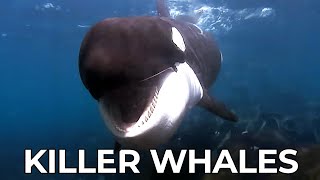 Killer Whales  The Amazing Journey of a Young Orca  Free Documentary Nature [upl. by Deanne]