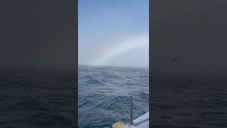 The Elusive Fogbow montereybay commercialfishing shorts [upl. by Accissej]