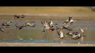 le lac Kerkini en octobre sélectionné pour le festival de loiseau 2020 [upl. by Scarrow137]