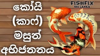 How To Breed Koi Carp Fish Sinhala HD FishFix SriLanka [upl. by Eenal]