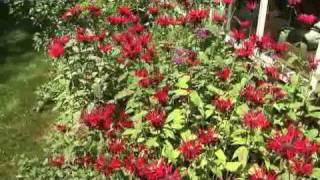 Using Bee Balm in the Garden [upl. by Katerine292]