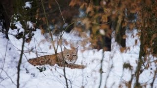 Romania  The Missing Lynx [upl. by Albrecht617]