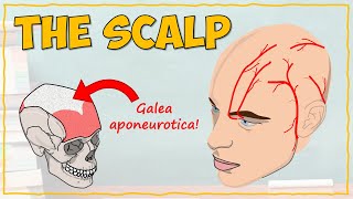 Anatomy of the Scalp [upl. by Regni204]