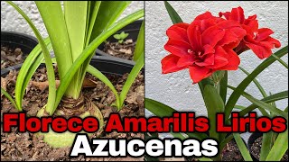 HAS ESTO y FLORECE AMARILIS LIRIOS Y AZUCENAS QUE NO FLORECE [upl. by Irtemed878]