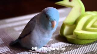 Parrotlet going crazy for Apple [upl. by Adnalu]