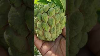 💥Fresh Fruits Harvest In My Garden  7 வகையான பழங்கள் அறுவடை 🤯🤯 shorts fruits [upl. by Kancler884]