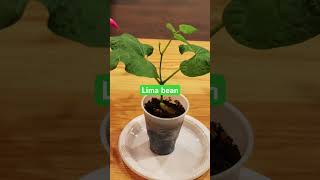 Lima bean plant basics [upl. by Eannyl]