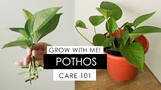 POTHOS PROPAGATION  DAY 1 to 48 INCLUDES HOW TO REVIVE A DYING POTHOS [upl. by Jeminah]