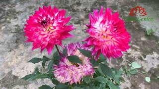 Growing dahlias at home is not as difficult as you think [upl. by Noed775]