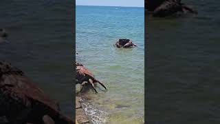 Massive crabs lifted by cranes in Chipiona Spain [upl. by Ahsinor811]