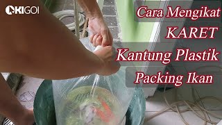 Cara Mengikat Karet Kantung Plastik Packing Ikan  Kolam Koi  KiGoi [upl. by Jerrol]