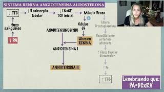 Sistema Renina Angiotensina Aldosterona [upl. by Roehm]