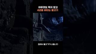 아무것도 먹지 않고 4년을 버티는 물고기 폐어 lungfish [upl. by Sabsay212]