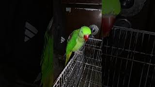 Mitthu mitthu Talking Parrots Parrot TalkingBirds sound TalkingParrot Parakeet alexandrine [upl. by Valene5]