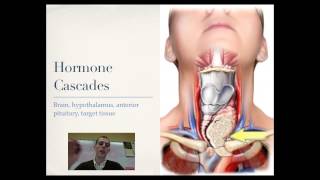 Hypothalamus and Pituitary Gland [upl. by Zilef]