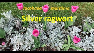 Silver ragwort sowing and cuttings [upl. by Friedland]