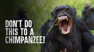 How to Survive a Chimpanzee Attack [upl. by Nywde]