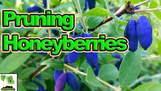 How to Prune Honeyberries For A Huge Harvest [upl. by Damha]