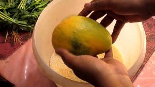 Tip 1 to Ripen Mangoes Faster at Home  EASY [upl. by Tanny373]