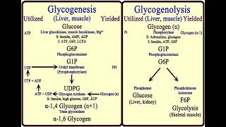 3 Carbohydrates Glycogen Metabolism شرح بالعربي [upl. by Balling]