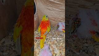 turquoisine Birds chicks viral ytshorts [upl. by Animlehliw162]