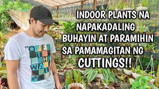 HOUSEPLANTS YOU CAN EASILY PROPAGATE BY CUTTINGS [upl. by Crista]